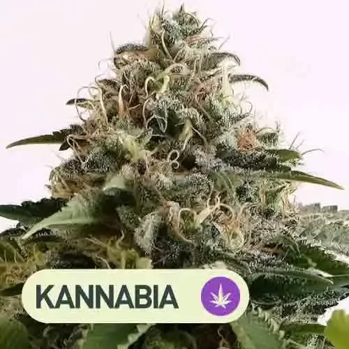 Producto - Amnesia Dream XL Auto x 5 - Kannabia Seeds