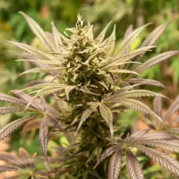 Producto - Ananda001 Anandamia