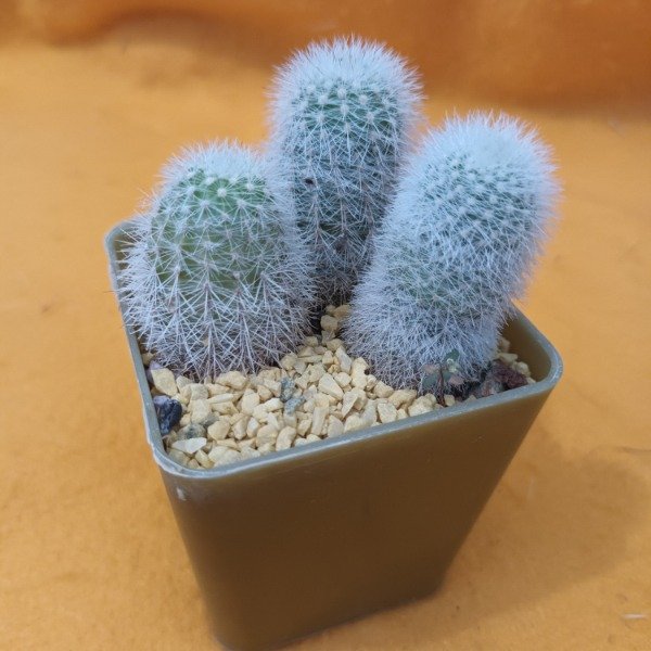 Miniatura de producto - 11