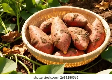 Producto - batatin beauregard (boniato baby), agro, Finca verde x 1kg. Oferta!