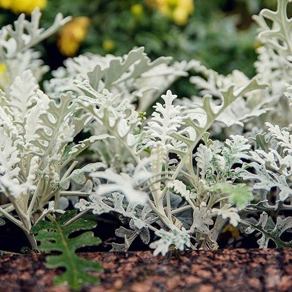 Producto - Semillas De Cineraria Maritima (cenizas De Plata) - 4