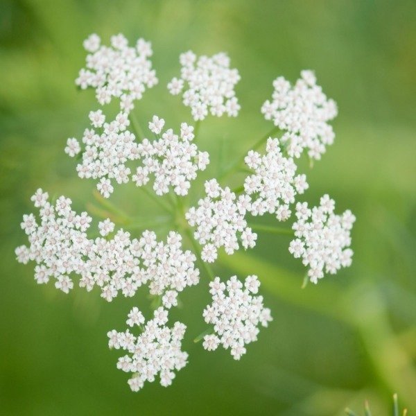 Producto - Semillas De Comino Blanco Cuminum Cyminum - 1