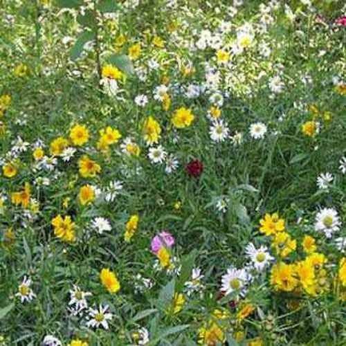 Producto - 100 semillas Mix de flores perennes para jardin rocoso