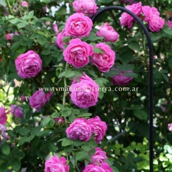 Producto - Rosal Baronne Prévost - 4