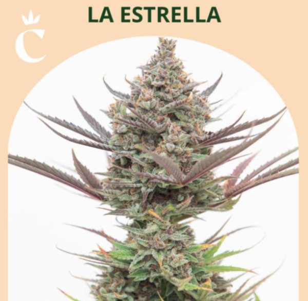 Producto - LA ESTRELLA