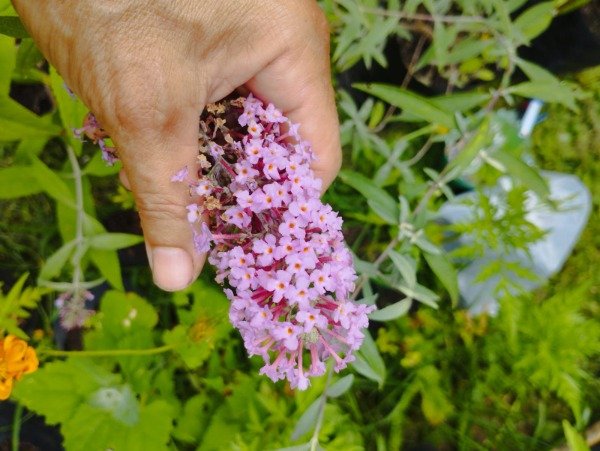 Producto - Buddleia davidii - 3