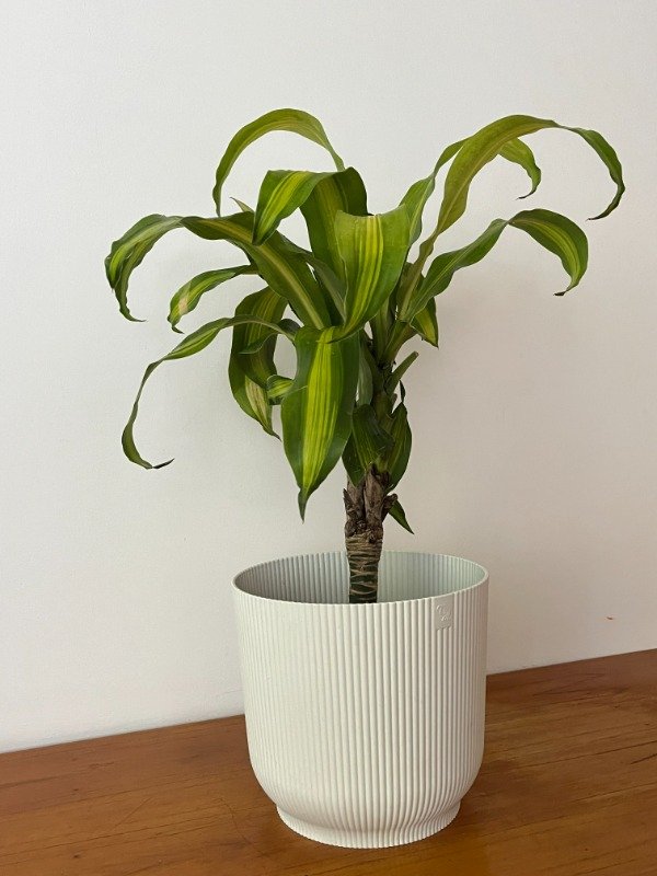 Producto - PALO DE AGUA + MACETA N24/25