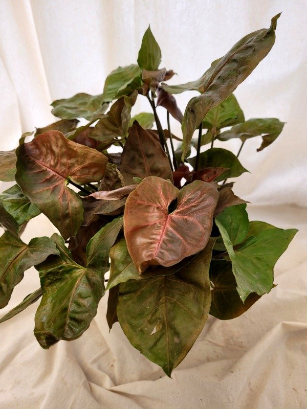 Producto - Syngonium Bronze