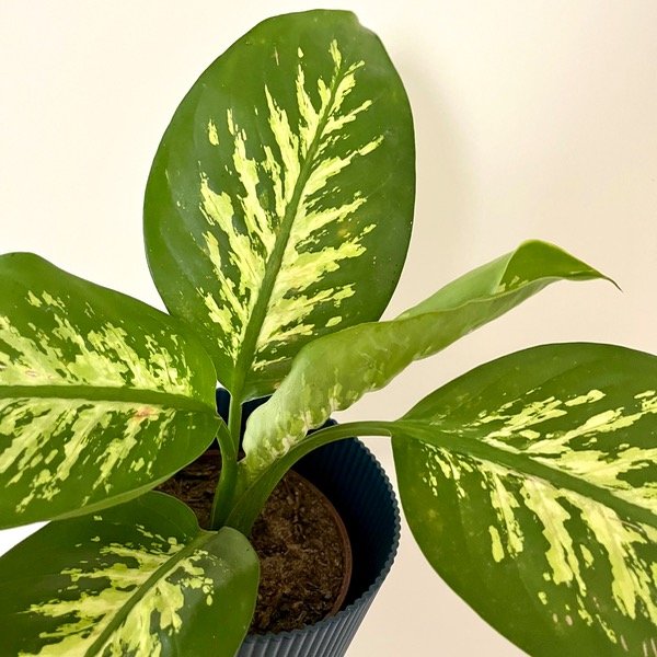 Producto - Dieffenbachia Tropic S