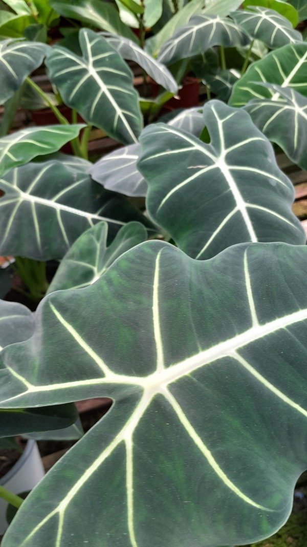 Producto - Alocasia Frydek