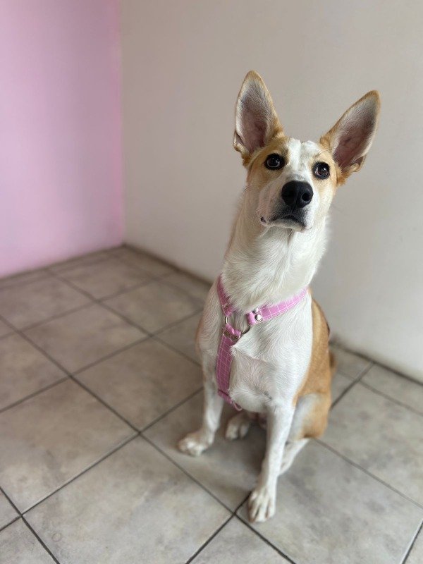 Producto - Pretal Cordura cuadros rosa