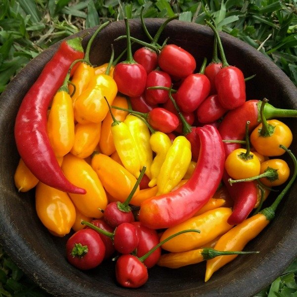 Producto - Ajíes mix