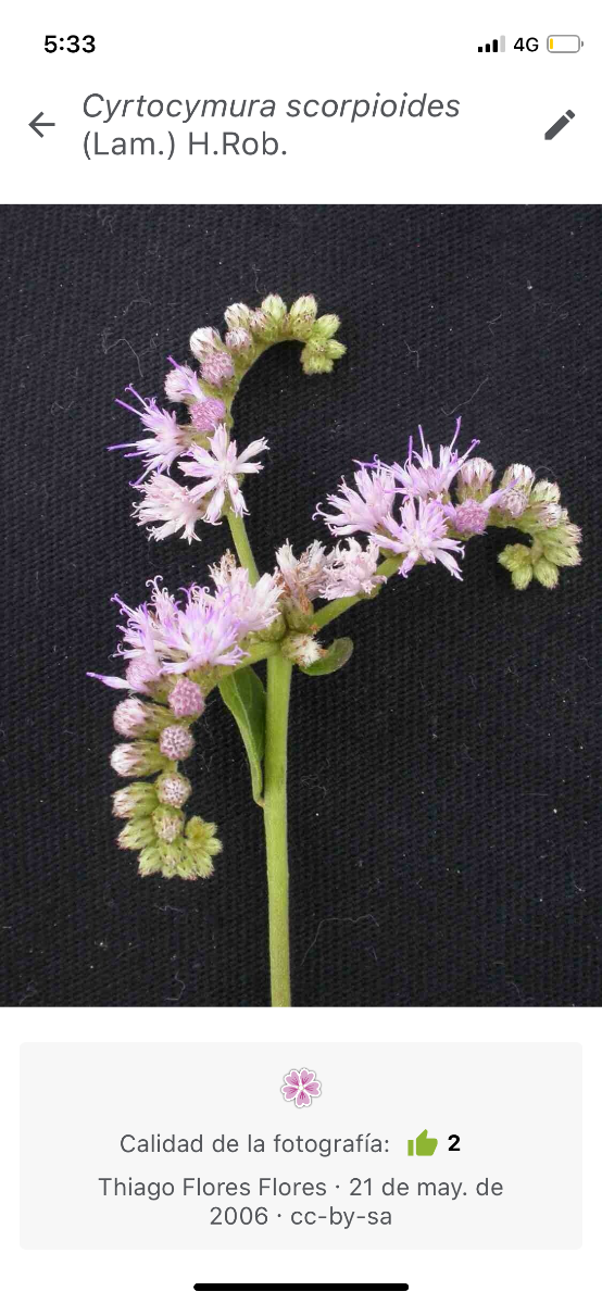 Producto - Hierba san Simón