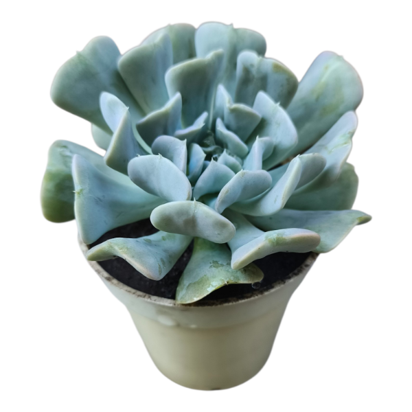 Producto - Echeveria topsy turvy M8