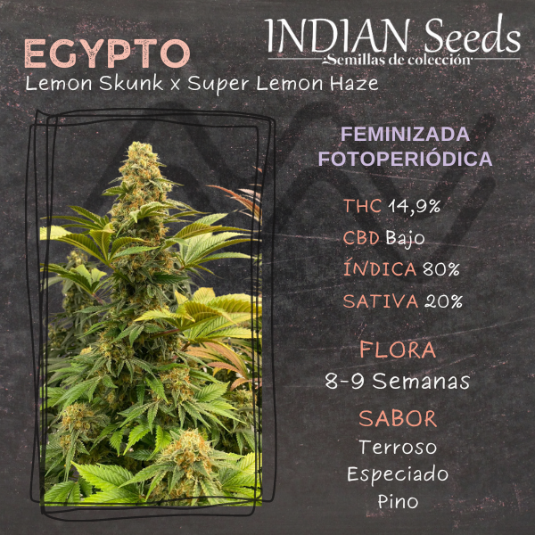 Producto - Semillas Egypto Indian Seeds (Fem.Fotop.)