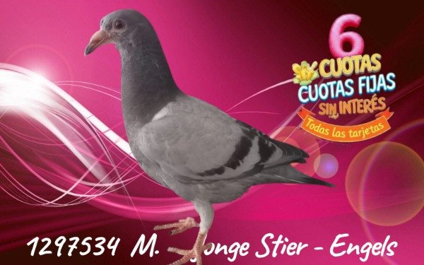 Producto - 1297534 M Jonge Stier