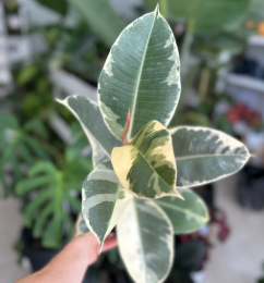 Producto - Ficus Elastica Variegado M Gomero Blanco