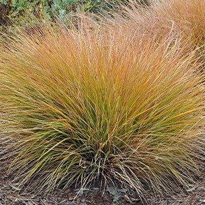 Producto - Carex testacea 'Prairie Fire'