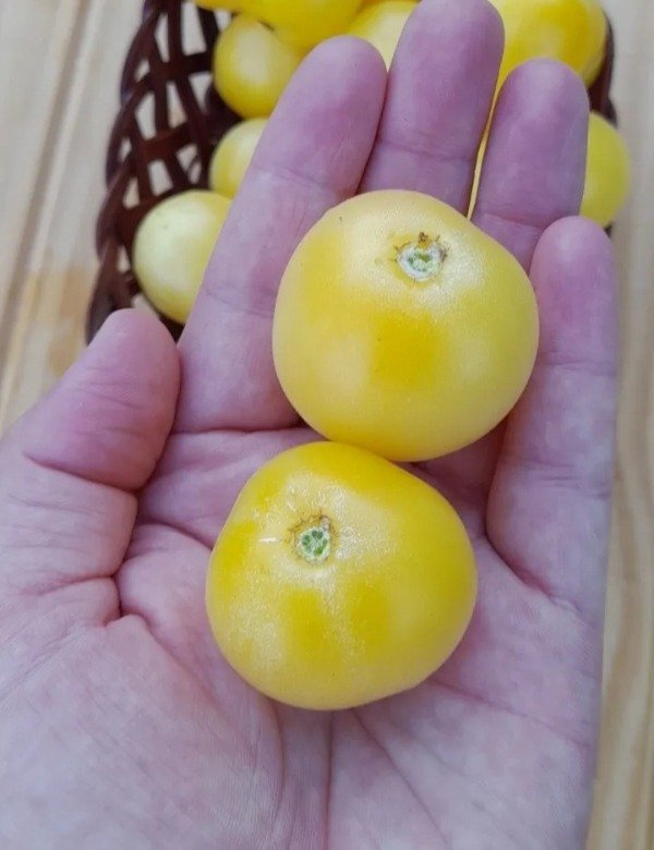 Producto - 15 Semillas De Tomate Enano Mandurang Moon