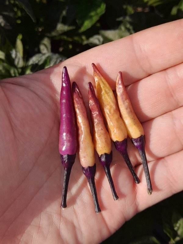 Producto - 10 Semillas de Ají Ornamental Dreamcatcher x Maya Purple Passion - 0