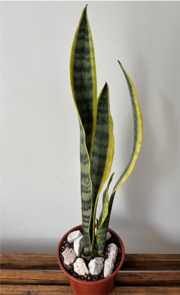 Producto - Sansevieria variegada - 1