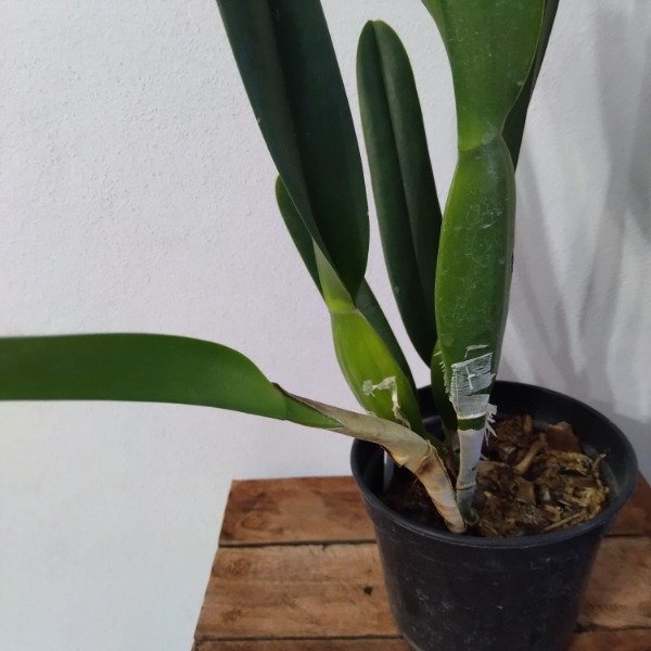 Producto - laelia Purpurata Carnea - 2