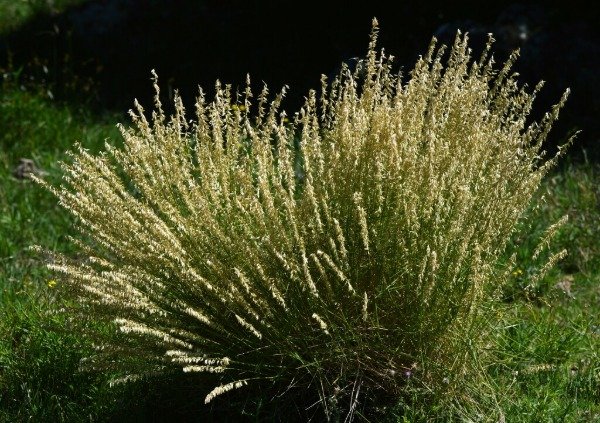 Producto - CORTADERITA (Melica macra) - 0
