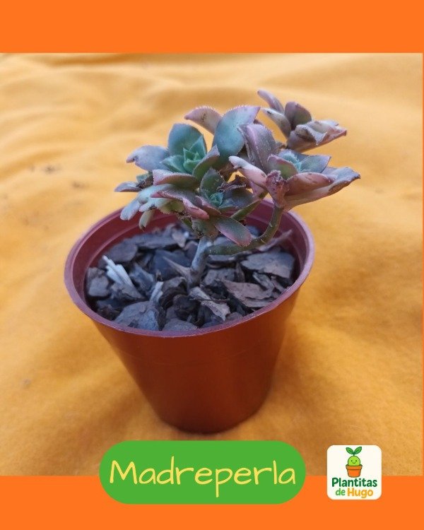 Producto - Madreperla