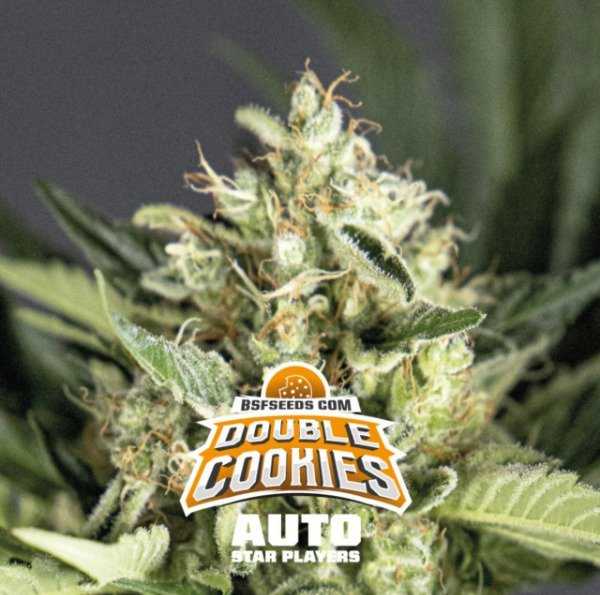 Producto - Double Cookies Auto
