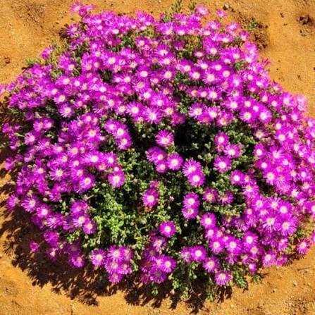 Producto - Drosanthemum floribundum fucsia 1,5 L