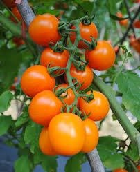 Producto - Tomate cherry orange sweety