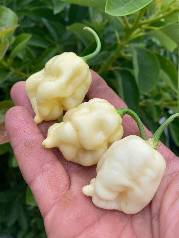 Producto - SEMILLAS DE AJI PINK TIGER X MORUGA PEACH SUPER PICANTE