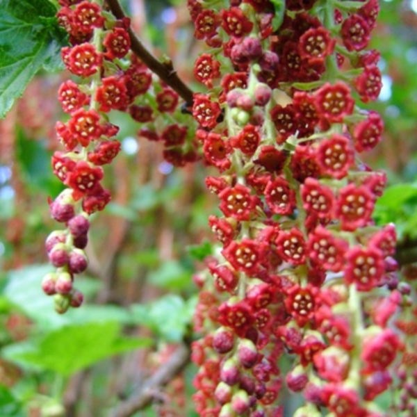 Producto - Ribes magellanicum (Parrilla)