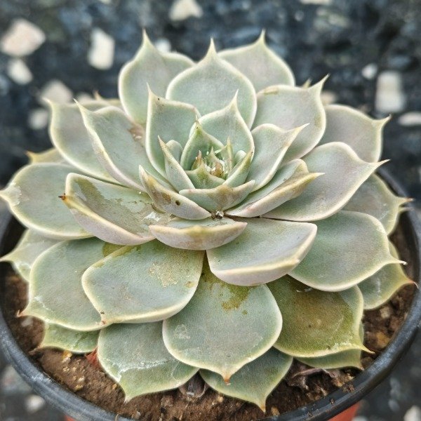 Producto - Echeveria lilacina