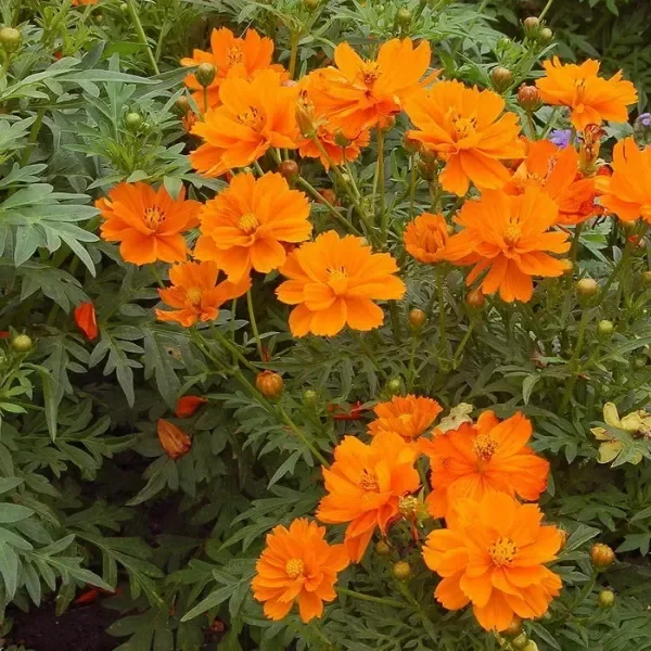 Producto - SEMILLAS DE COSMOS NARANJA
