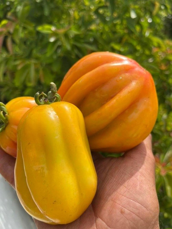 Producto - SEMILLAS DE TOMATE CALIFORNIA TULIP