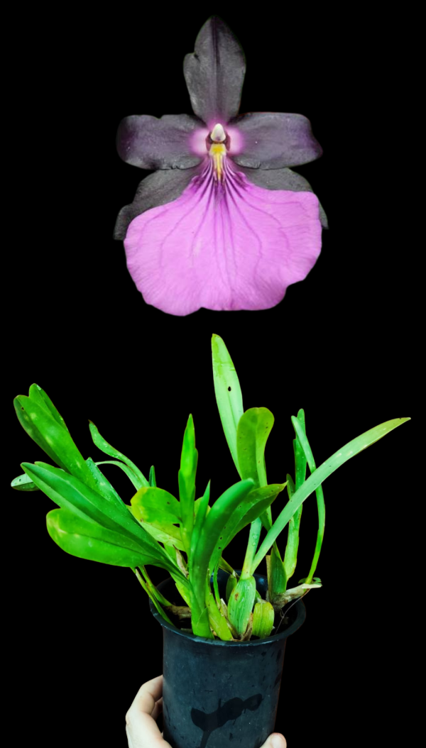 Producto - Miltonia Moreliana