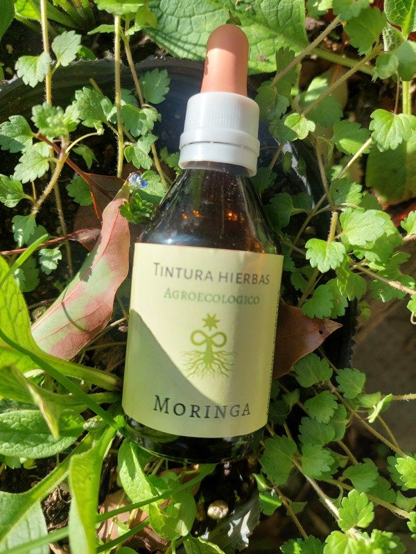 Producto - Tintura Madre Moringa