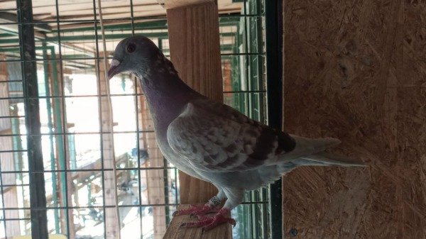 Producto - 1920416/ 25  Macho Colorado Roodhooft