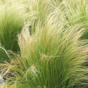 Producto - Nassella tenuissima (Stipa)