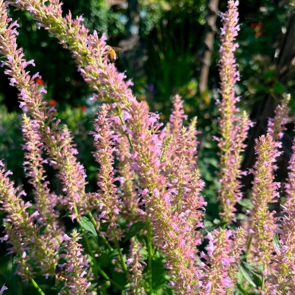 Producto - Agastache rose mint