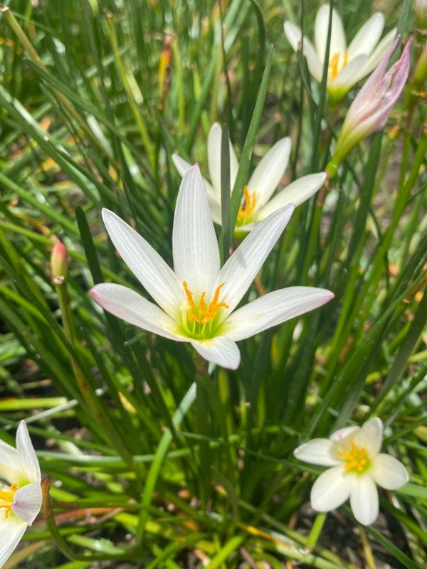 Producto - AZUCENA DE RÍO (Zephyrantes candida)
