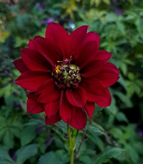 Producto - Dahlia bordo