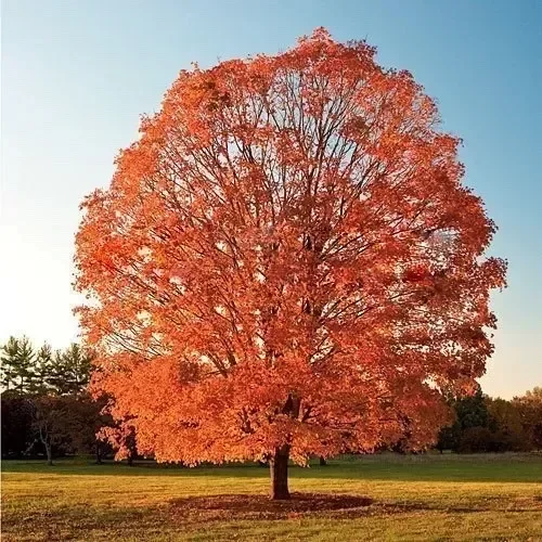 Producto - Semillas De Acer Buergerianum
