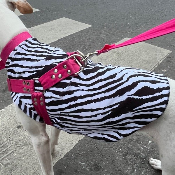 Producto - MOLDE ABRIGO MASCOTA