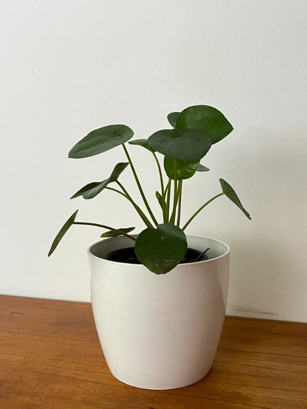 Producto - Peperonia Pilea