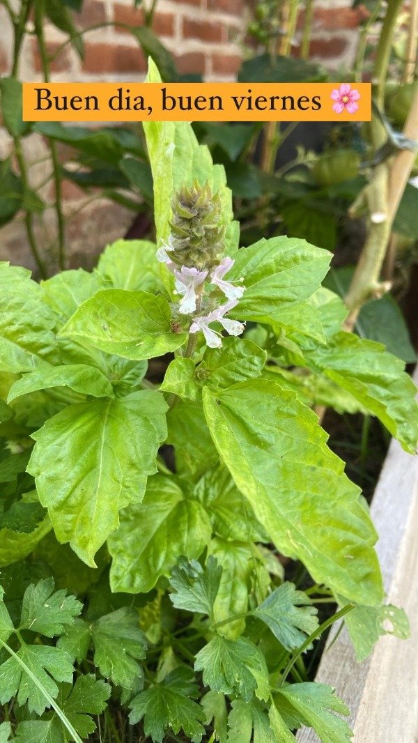 Producto - Semillas agroecologicas de albahaca hoja de lechuga