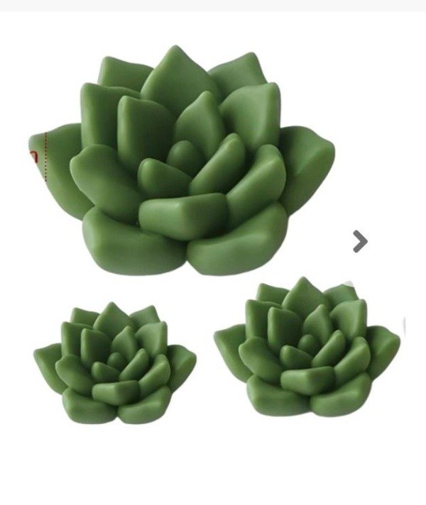 Producto - SUCULENTA 0213