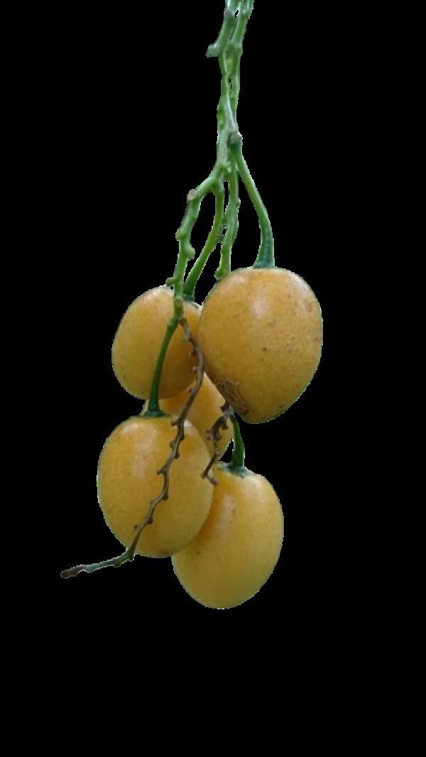 Producto - Tomate de monte (Tomatinho do Mato)