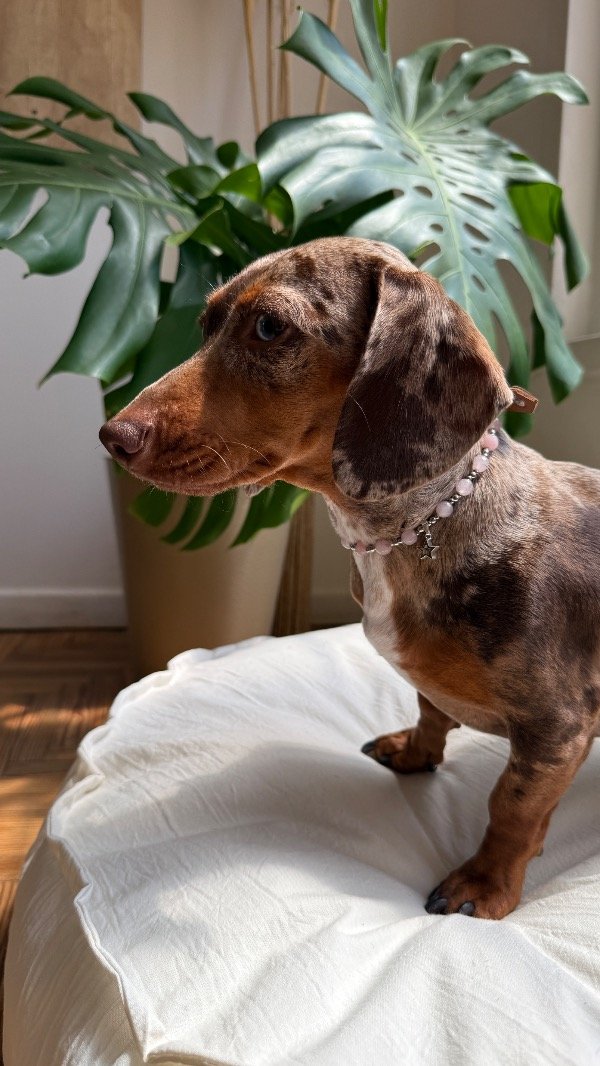 Producto - Collar Cuarzo Rosa